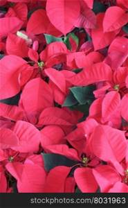 group of red poinsettia, christmas season plants
