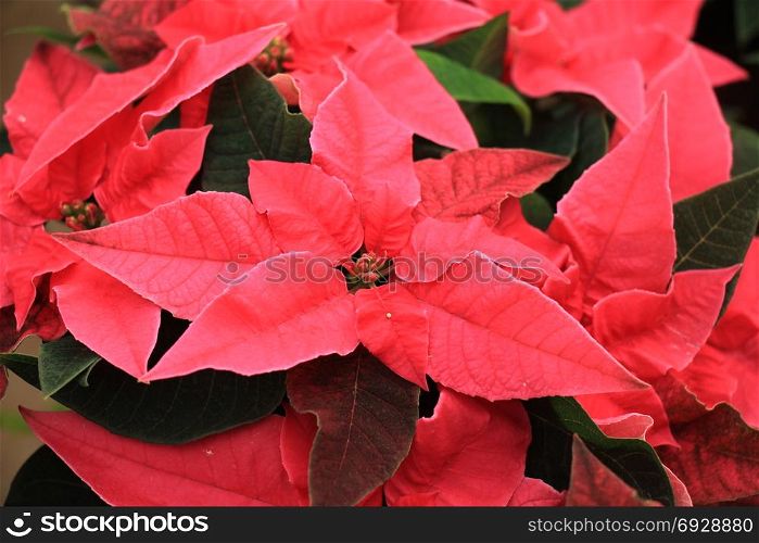 group of red poinsettia in full flower christmas season plants