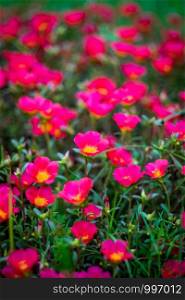 "Group of red sunrose or called " helianthemum " in scientific name, selective and soft focus in vignette effect."