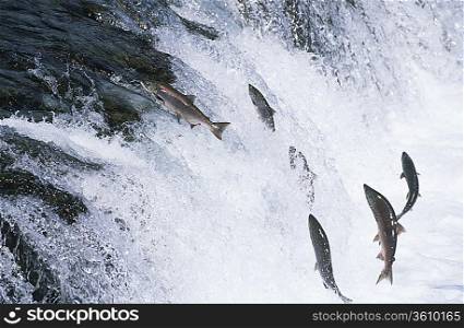 Group of Salmon jumping upstream in river