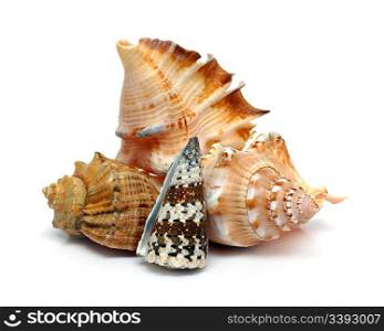 group of sea shells close-up on white