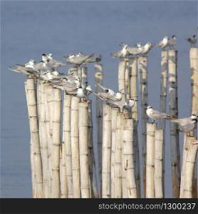 group of seagull bird on the bamboo