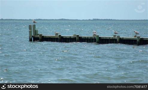 Group of seagulls on a summer dock