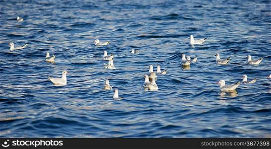 Group of Seagulls swimming in the sea