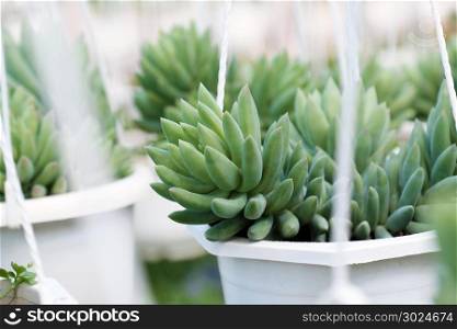 Group of Sedum burro tail hang on frame in flower garden, close up of succulent cacti with green background, a kind of houseplant so beautiful