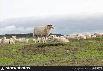 group of Sheep animals on heather land in Ede Holland on the national park de veluwezoom. group of Sheep animals