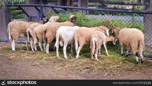 Group of sheep eating grass grazing in the sheep farm agriculture asia