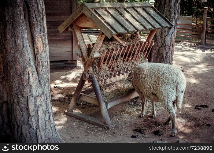 Group of sheep in a traditional farm. Sheep on a farm