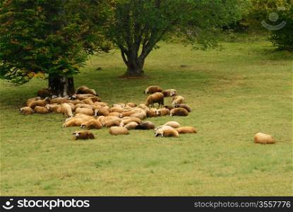 Group of Sheep Lying on a Green Field