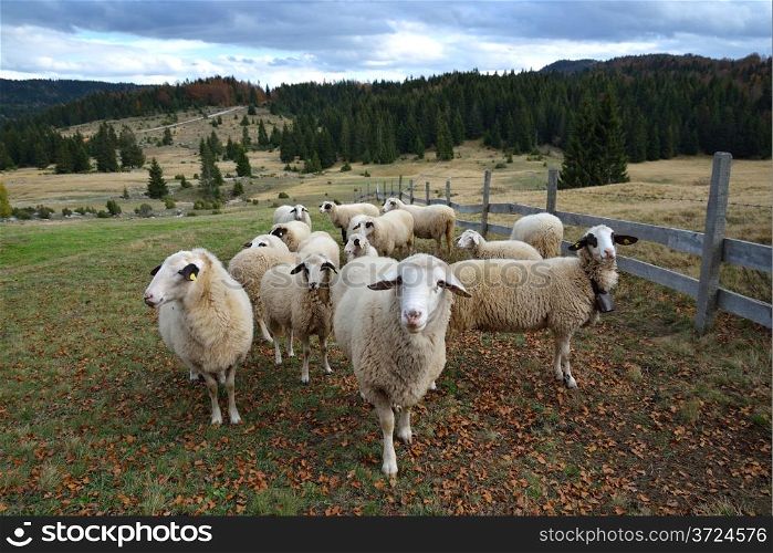 Group of Sheep on a Pasture in Mountain