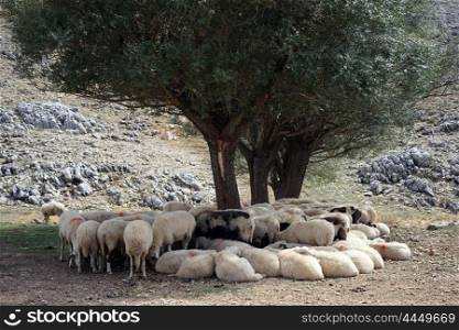 Group of sheep under crone of tree, Turkey