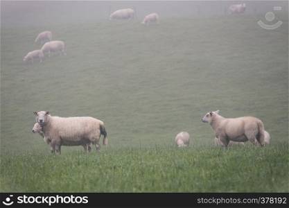 group of sheeps on a foggy green meadow
