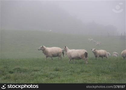 group of sheeps on a foggy green meadow