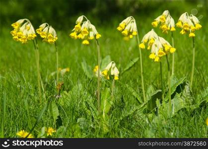 Group of shiny blossom cowslip flowers in green grass