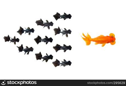 Group of Small black goldfish following goldfish the leader isolated on white background showing leader individuality success or motivation concept. Business concept. Animal. Pet.