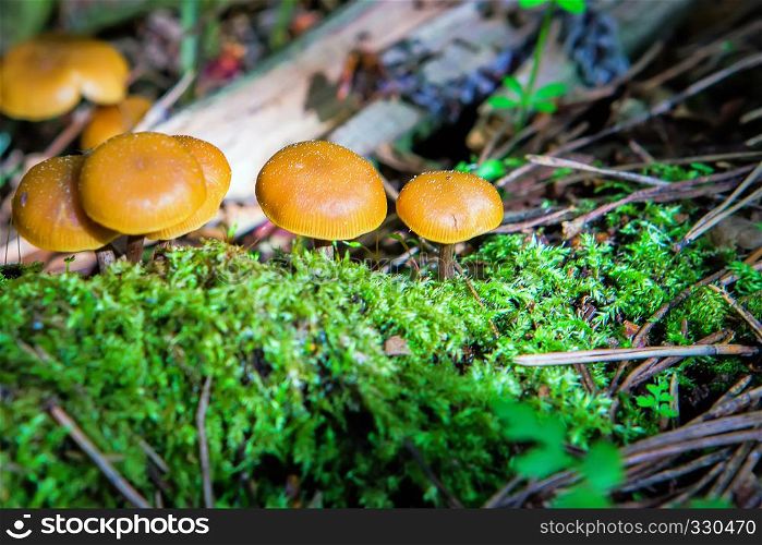 Group of small golden mushrooms in moss in the forest at dawn closeup. Selective focus.. Group of small mushrooms in moss
