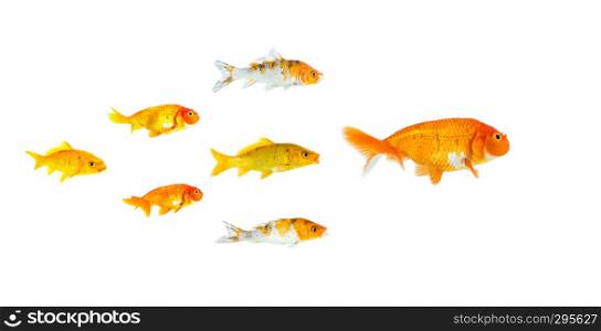 Group of Small goldfish and koi fish following the leader isolated on white background showing leader individuality success or motivation concept. Business concept. Animal. Pet.