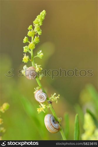 Group of small snails in nature