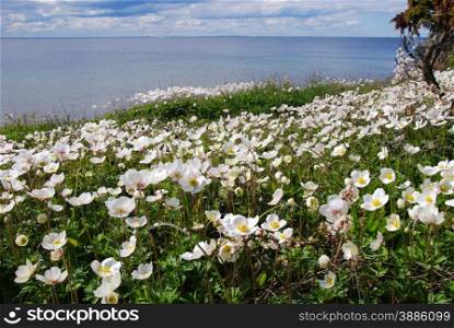 Group of Snowdrop Anemones at the coast of the swedish island Oland in the Baltic Sea