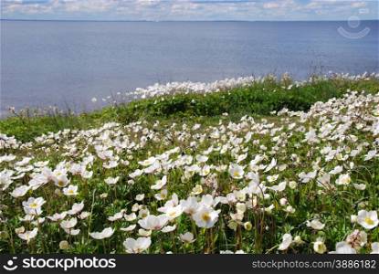 Group of Snowdrop Anemones at the coast of the swedish island Oland in the Baltic Sea