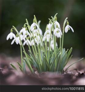 group of snowdrop flowers against out of focus background