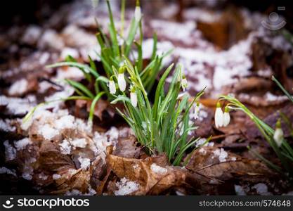 Group of snowdrop flowers growing in snow