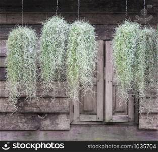 Group of spanish moss hanging with wooden wall background.