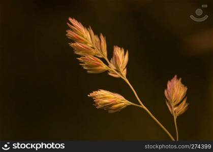 group of spikes of grass on natural background. spikes of grass on natural background