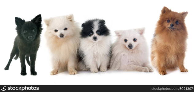 group of spitz in front of white background