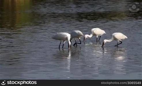 Group of spoonbill birds looking for food