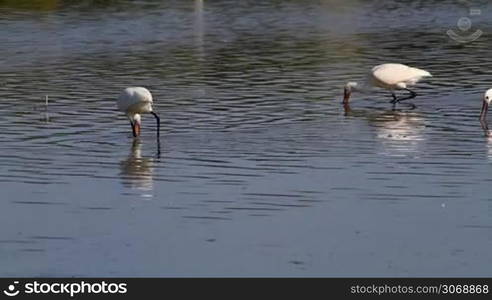 Group of spoonbill birds looking for food