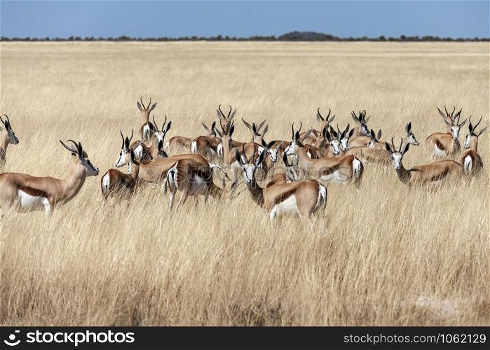 Group of Springbok antelopes (Antidorcus marsupialis) in the grassland of Etosha National Park in Namibia, Africa.
