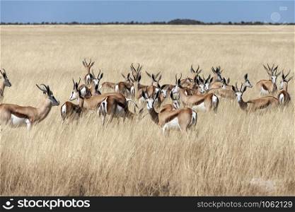 Group of Springbok antelopes (Antidorcus marsupialis) in the grassland of Etosha National Park in Namibia, Africa.