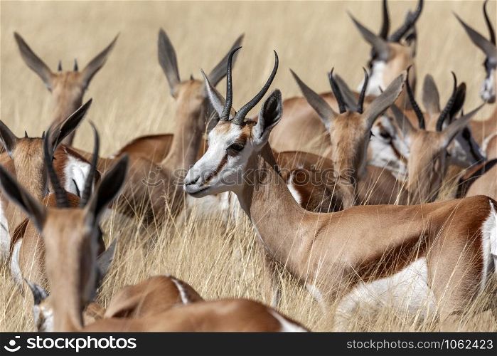 Group of Springbok (Antidorcas marsupialis) in Etosha National Park in Namibia, Africa.