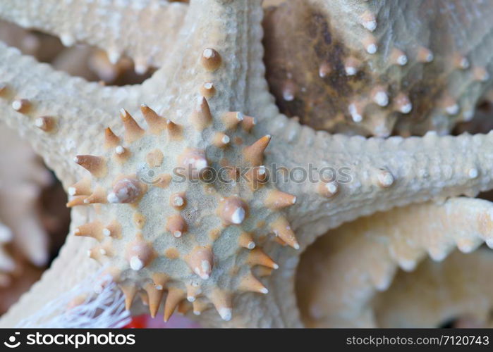 group of starfish background Texture close up