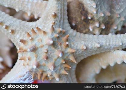 group of starfish background Texture close up