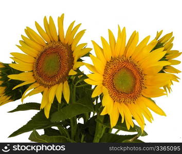 Group of sunflowers on a white background