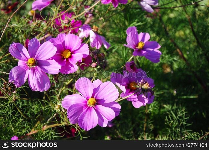 Group of sunlit and shiny pink flowers at a natural green background