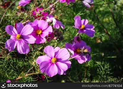Group of sunlit and shiny pink flowers at a natural green background