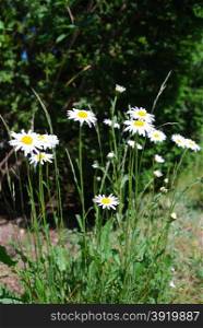 Group of sunlit daisies in a garden