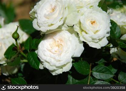 Group of sunlit white garden roses