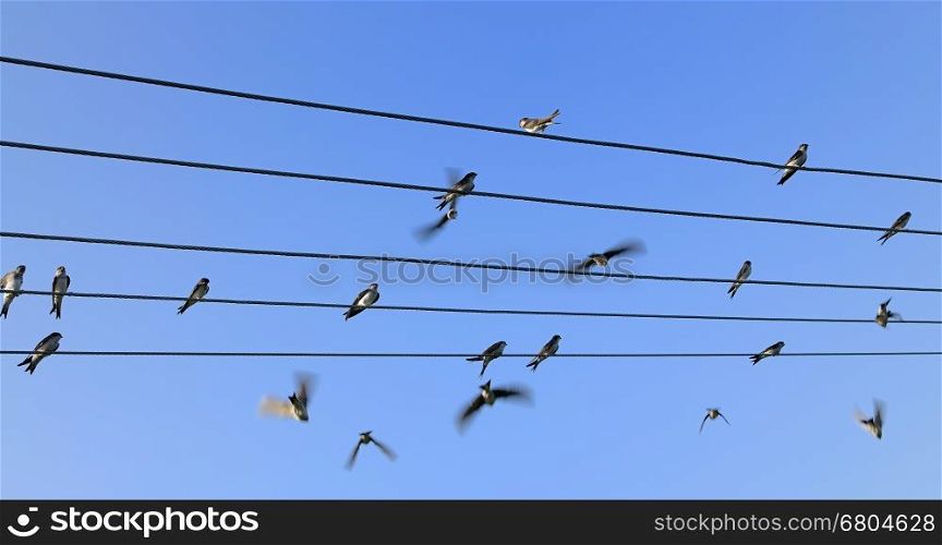 Group of swallows sitting on the power line with blue sky behind.