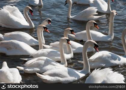 Group of swans on the water