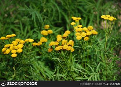 Group of Tansy flowers close up in green grass.