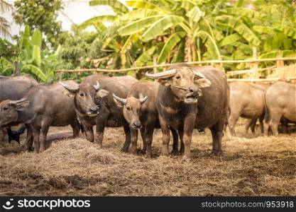Group of Thai buffalo in the farm, Thailand
