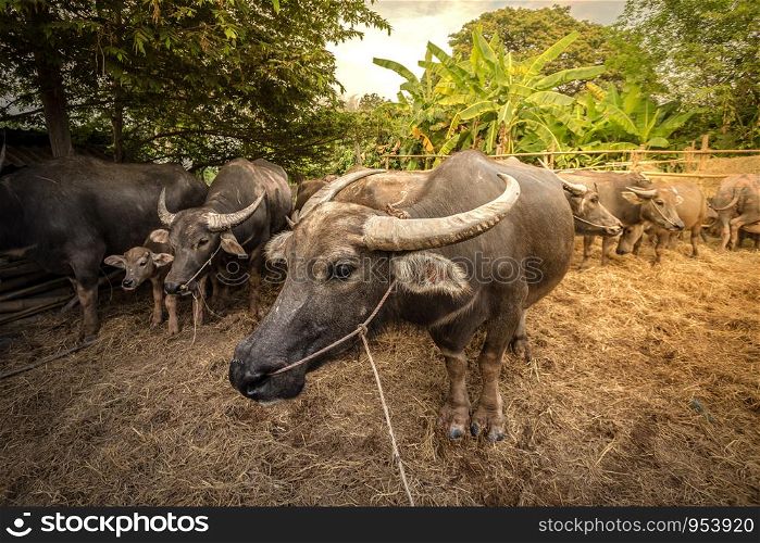 Group of Thai buffalo in the farm, Thailand