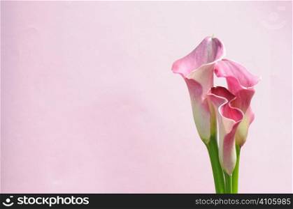 group of three calla lillies on a pink background