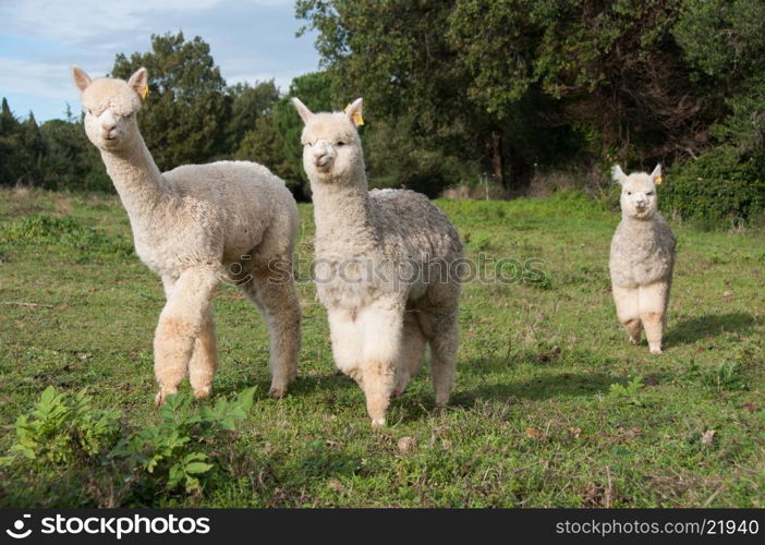 Group of three young alpacas