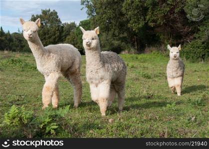 Group of three young alpacas