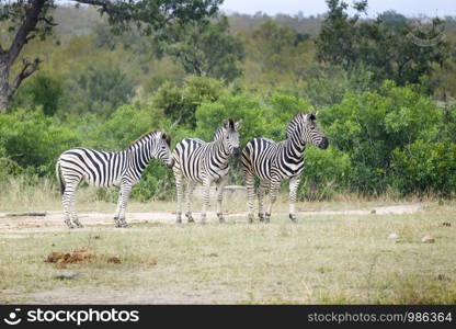 Group of three Zebras in the wild